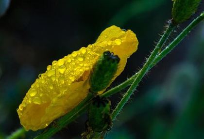 age樱花AGE樱花动漫