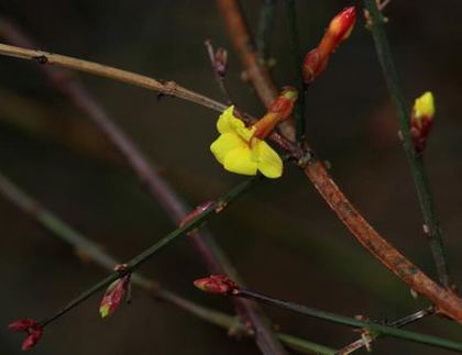 《汤妇蒂芙尼》在线观看