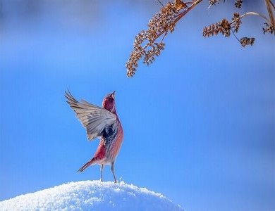 三根茎