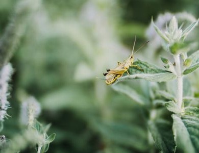 凡人修仙传樱花动漫高清在线观看