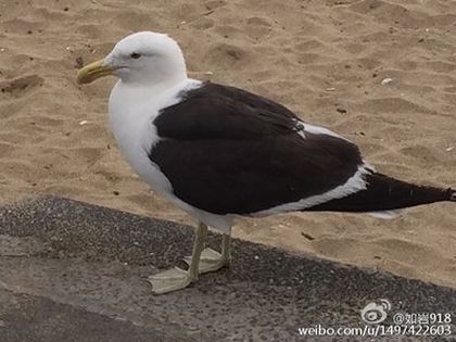 喝女神的洗脚水