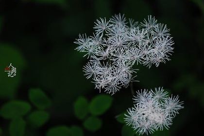 奥本海默事迹