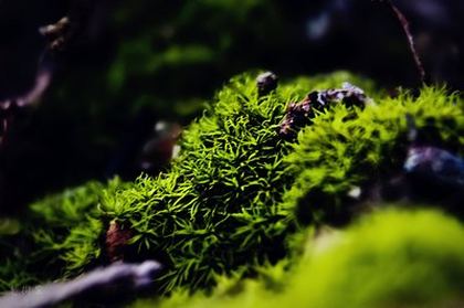 小马宝莉9季樱花动漫