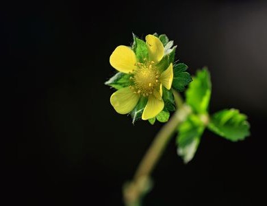 桃蕊初开